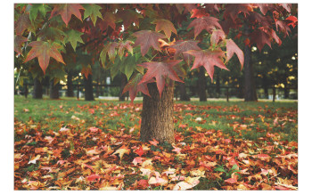 Piccole cose autunnali (Vol.1)